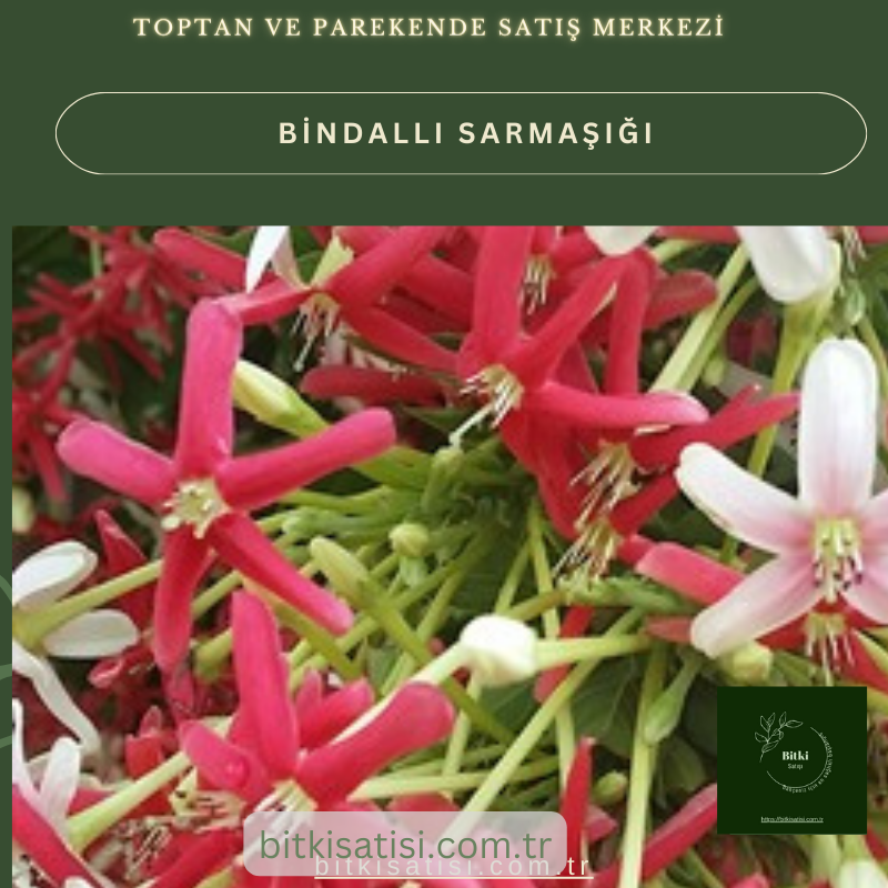 Bindallı Sarmaşığı Muhteşem Görüntü Muhteşem Kokulu Bindallı Sarmaşığı Muhteşem Görüntü Muhteşem Kokulu