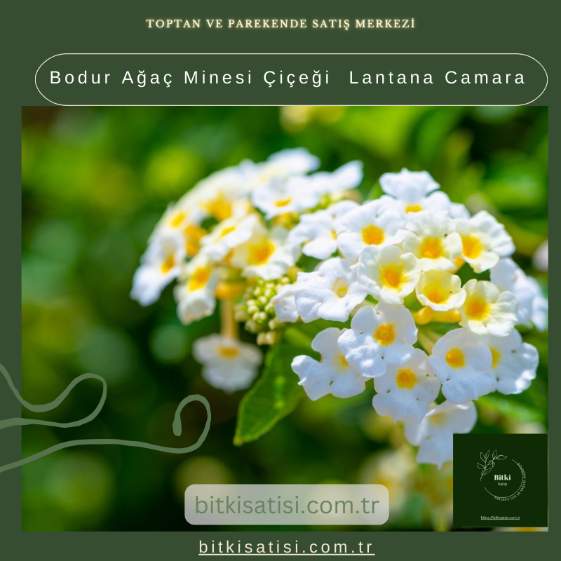 Bodur Ağaç Minesi Çiçeği Lantana Camara Bodur Ağaç Minesi Çiçeği Lantana Camara