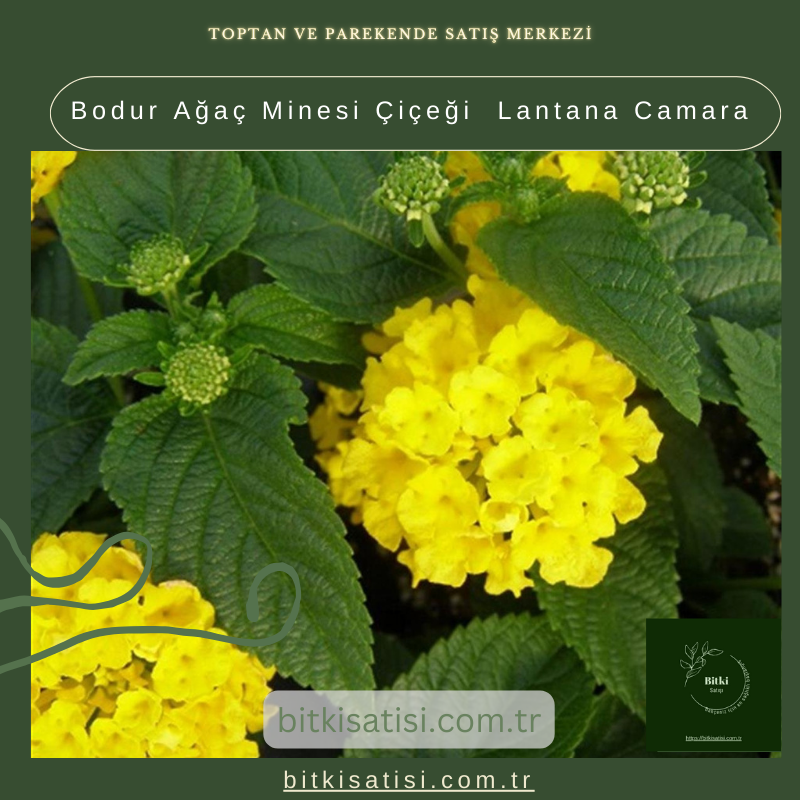 Bodur Ağaç Minesi Çiçeği Lantana Camara Bodur Ağaç Minesi Çiçeği Lantana Camara