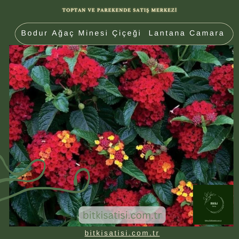 Bodur Ağaç Minesi Çiçeği Lantana Camara Bodur Ağaç Minesi Çiçeği Lantana Camara