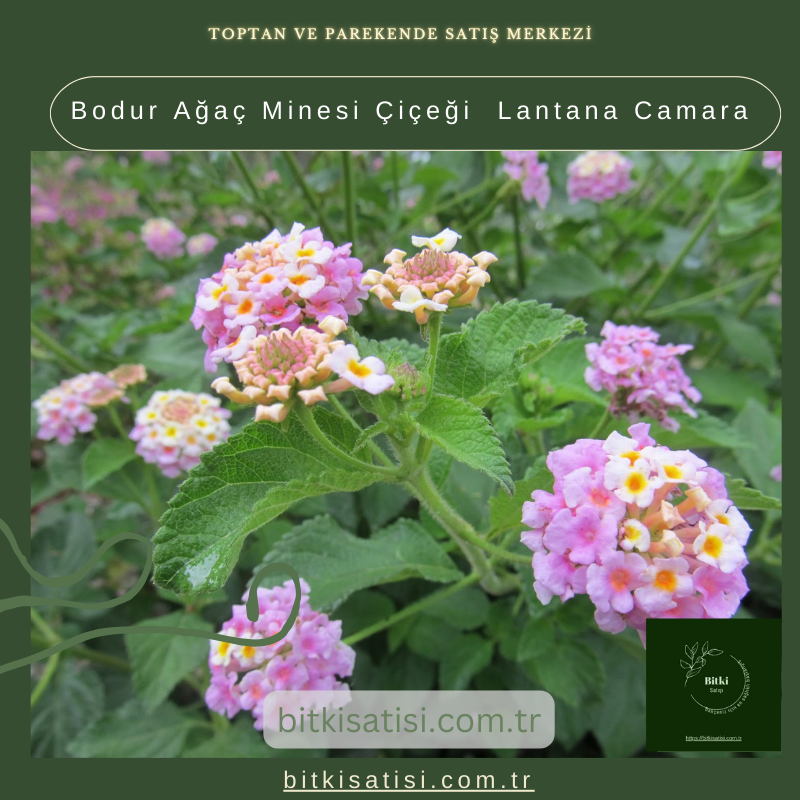 Bodur Ağaç Minesi Çiçeği Lantana Camara Bodur Ağaç Minesi Çiçeği Lantana Camara
