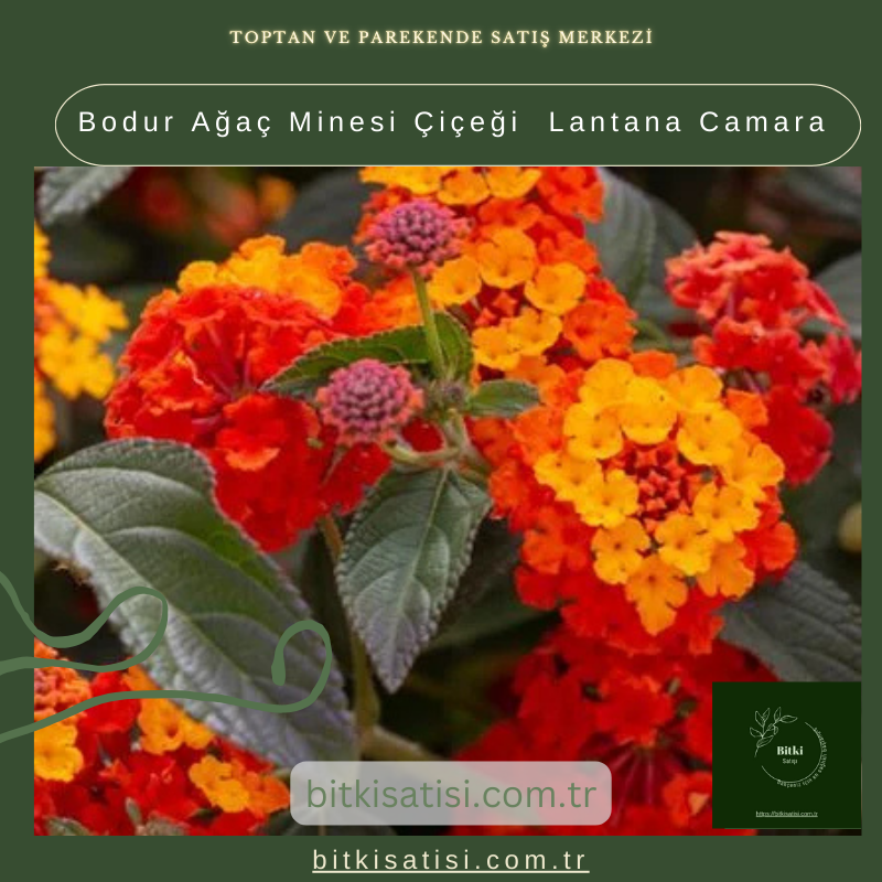 Bodur Ağaç Minesi Çiçeği Lantana Camara Bodur Ağaç Minesi Çiçeği Lantana Camara