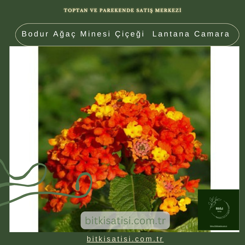 Bodur Ağaç Minesi Çiçeği Lantana Camara Bodur Ağaç Minesi Çiçeği Lantana Camara
