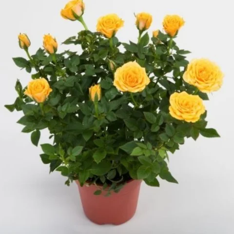 Bodur Güller ile Bahçenizi Süsleyin: Dayanıklı ve Estetik Çiçekler Bodur Güller ile Bahçenizi Süsleyin: Dayanıklı ve Estetik Çiçekler