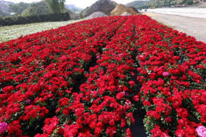 Bodur Güller ile Bahçenizi Süsleyin: Dayanıklı ve Estetik Çiçekler Bodur Güller ile Bahçenizi Süsleyin: Dayanıklı ve Estetik Çiçekler