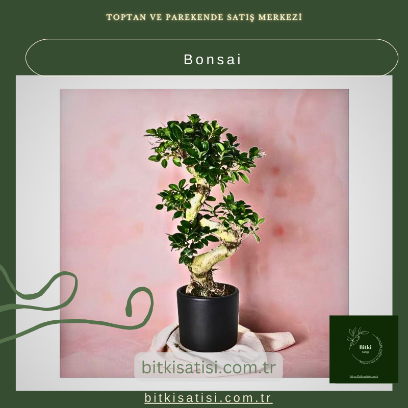 Bonsai