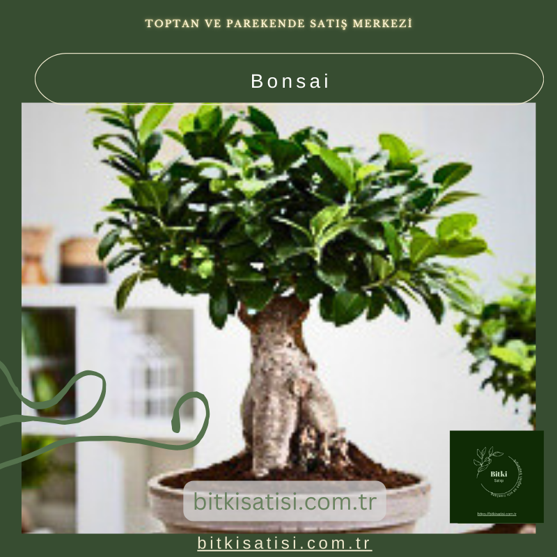 Bonsai