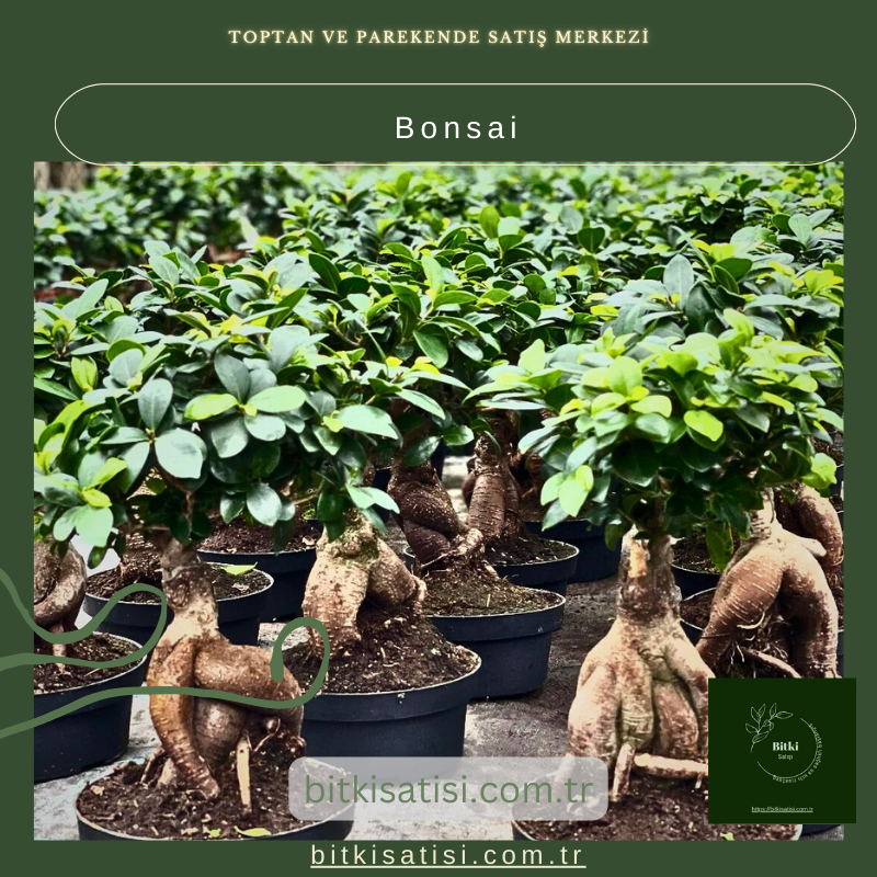 Bonsai Bonsai