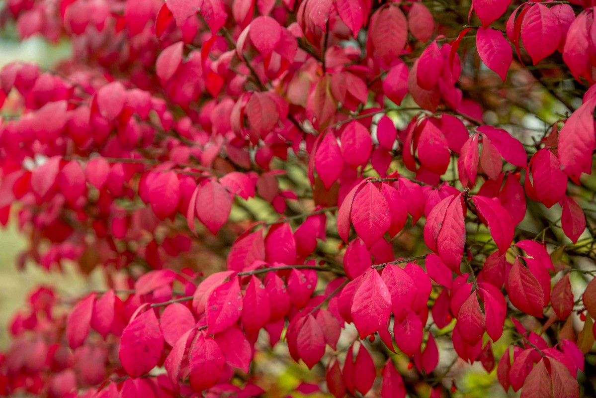 Burning Bush Bitkisi Satışı: Bahçenizi Sonbaharda Parlatın Burning Bush Bitkisi Satışı: Bahçenizi Sonbaharda Parlatın