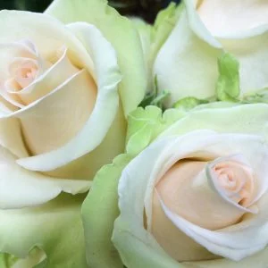 Büyüleyici La Perla Gülü: Bahçenizde Estetik Bir Duruş Büyüleyici La Perla Gülü: Bahçenizde Estetik Bir Duruş