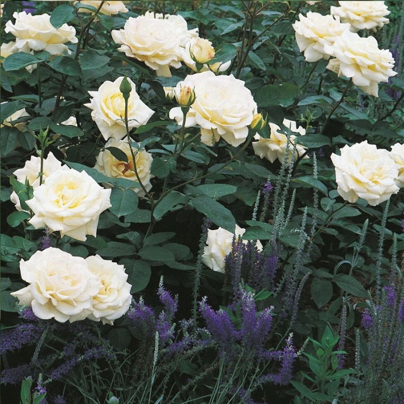 Büyüleyici La Perla Gülü: Bahçenizde Estetik Bir Duruş Büyüleyici La Perla Gülü: Bahçenizde Estetik Bir Duruş