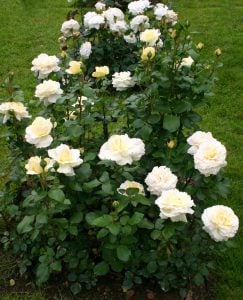 Büyüleyici La Perla Gülü: Bahçenizde Estetik Bir Duruş Büyüleyici La Perla Gülü: Bahçenizde Estetik Bir Duruş