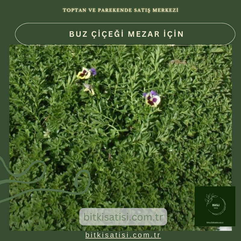 Buz Çiçeği 45 adet mezarda çok yıllık