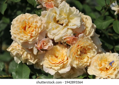 Caramella Gülü Al: Bahçenizi Pastel Tonlarda Şenlendirin Caramella Gülü Al: Bahçenizi Pastel Tonlarda Şenlendirin