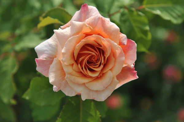 Caramella Gülü Al: Bahçenizi Pastel Tonlarda Şenlendirin Caramella Gülü Al: Bahçenizi Pastel Tonlarda Şenlendirin