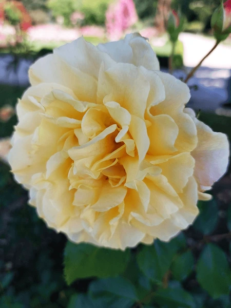 Caramella Gülü Al: Bahçenizi Pastel Tonlarda Şenlendirin Caramella Gülü Al: Bahçenizi Pastel Tonlarda Şenlendirin