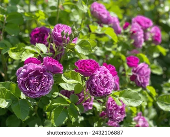 Cardinal de Richelieu Çiçeği ile Bahçenizde Tarihi Bir Güzellik Yaratın Cardinal de Richelieu Çiçeği ile Bahçenizde Tarihi Bir Güzellik Yaratın