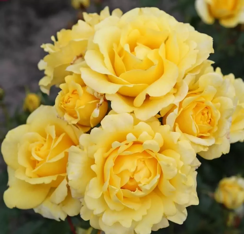 Cardinal de Richelieu Çiçeği ile Bahçenizde Tarihi Bir Güzellik Yaratın Cardinal de Richelieu Çiçeği ile Bahçenizde Tarihi Bir Güzellik Yaratın