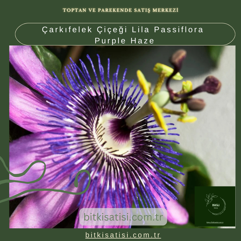 Çarkıfelek Çiçeği Lila Passiflora Purple Haze