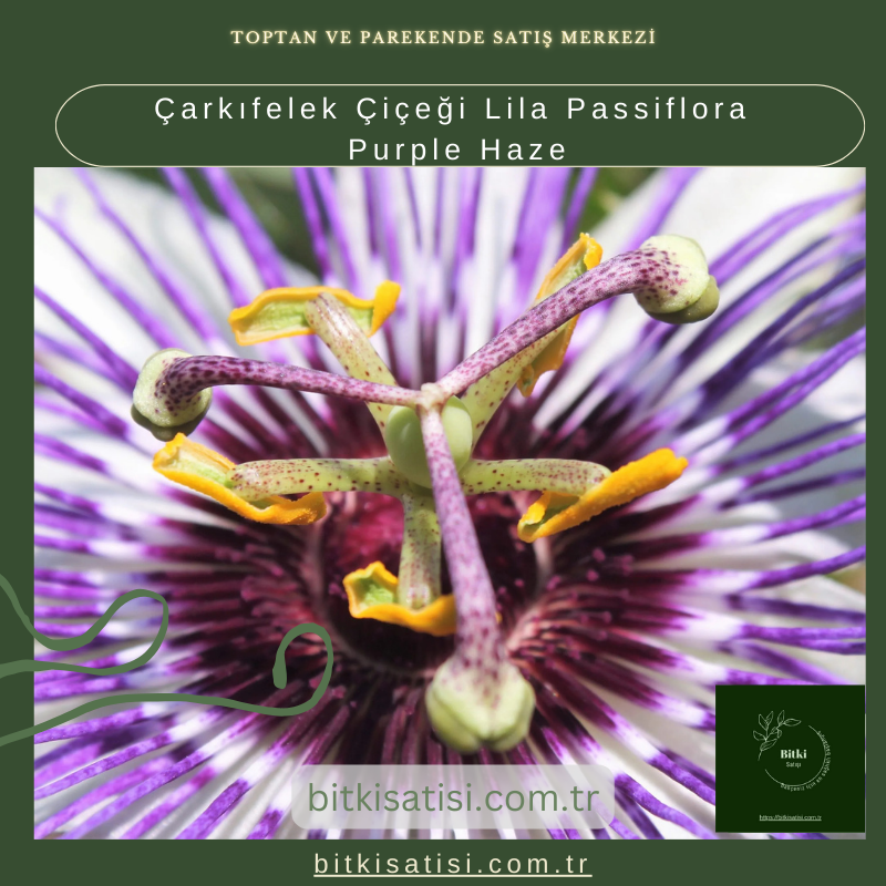 Çarkıfelek Çiçeği Lila Passiflora Purple Haze Çarkıfelek Çiçeği Lila Passiflora Purple Haze