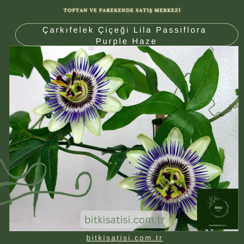Çarkıfelek Çiçeği Lila Passiflora Purple Haze Çarkıfelek Çiçeği Lila Passiflora Purple Haze