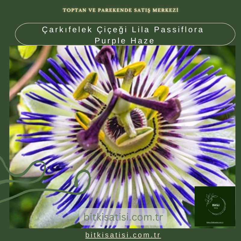 Çarkıfelek Çiçeği Lila Passiflora Purple Haze