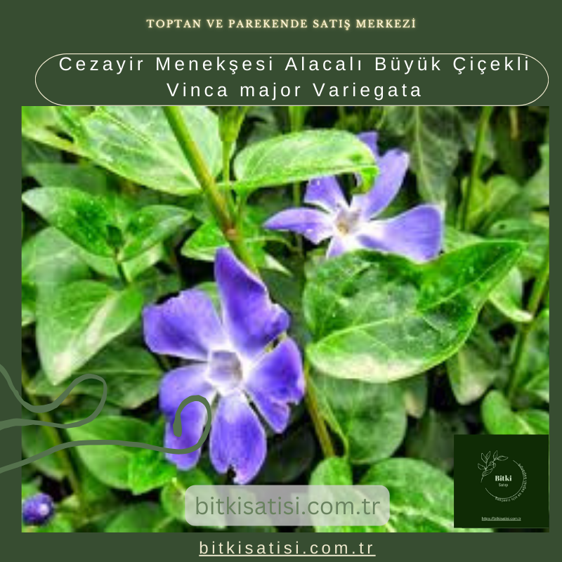 Cezayir Menekşesi Alacalı Büyük Çiçekli Vinca major Variegata Cezayir Menekşesi Alacalı Büyük Çiçekli Vinca major Variegata