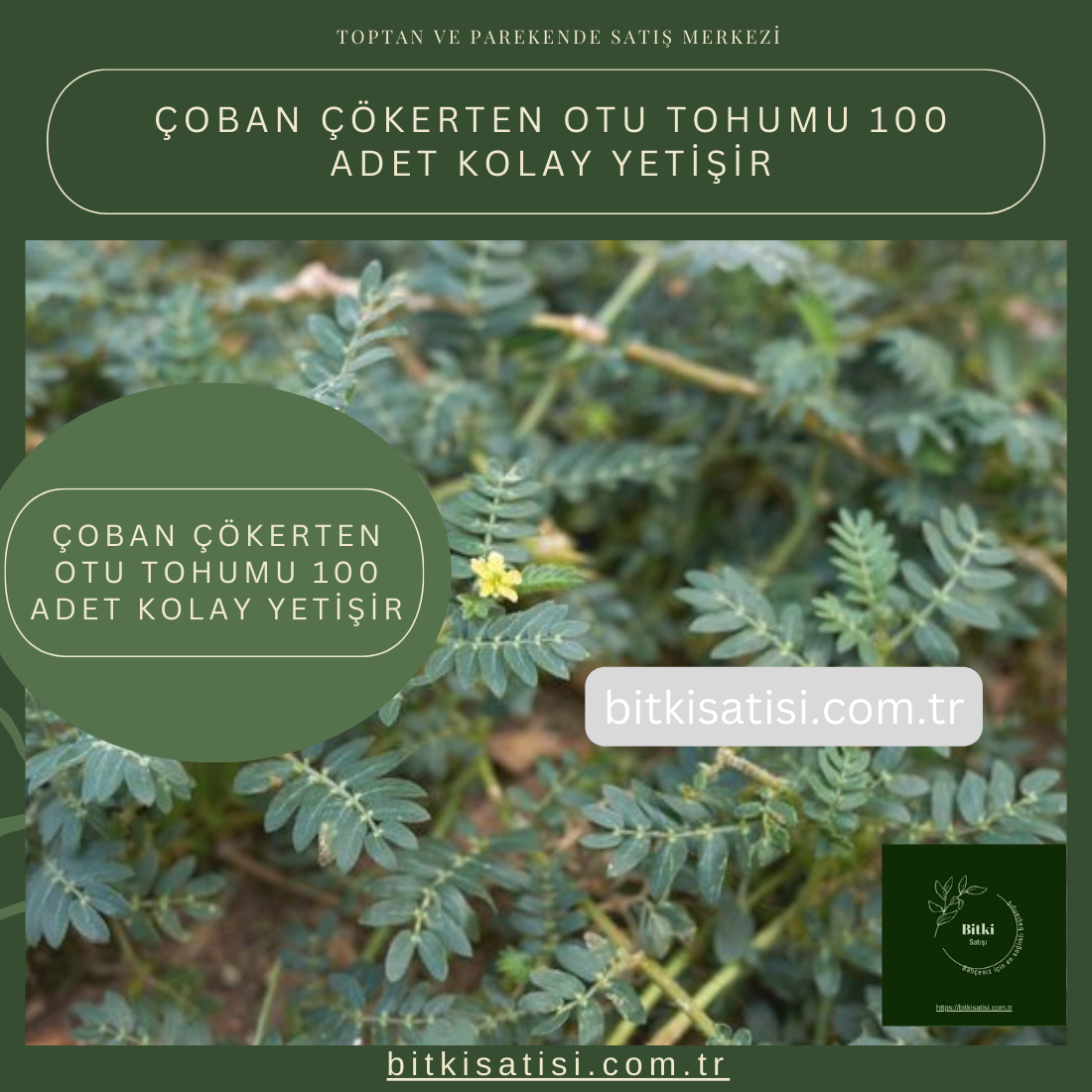 Çoban Çökerten Otu Tohumu 100 Adet Kolay Yetişir