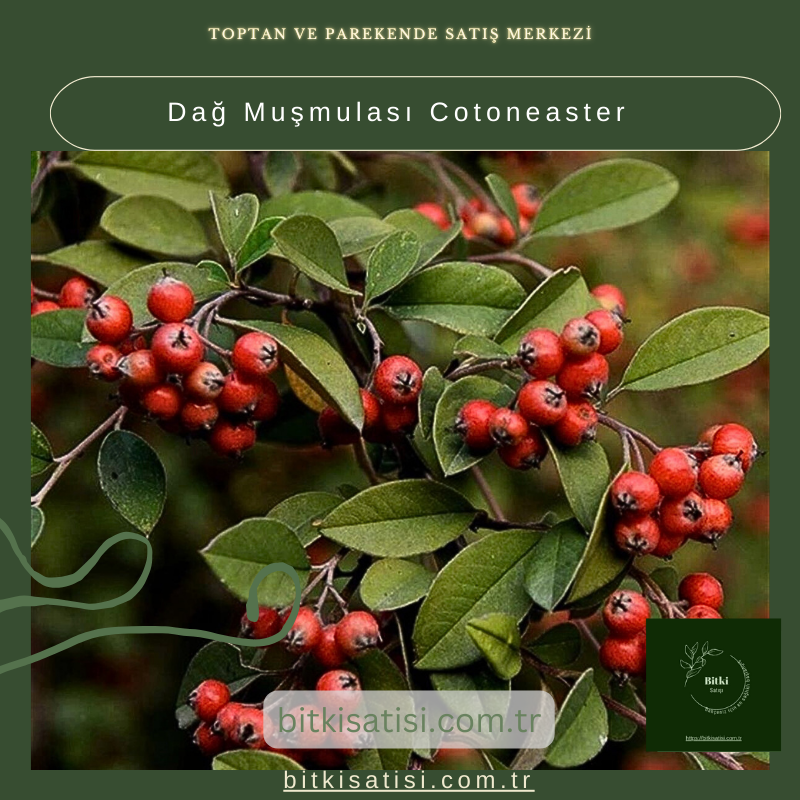 Dağ Muşmulası Cotoneaster