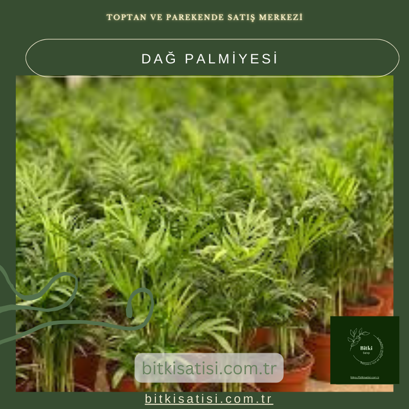 Dağ Palmiyesi Dağ Palmiyesi