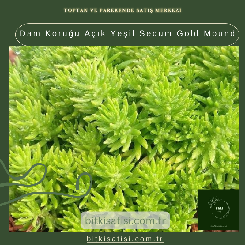 Dam Koruğu Açık Yeşil Sedum Gold Mound Dam Koruğu Açık Yeşil Sedum Gold Mound
