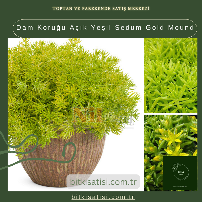 Dam Koruğu Açık Yeşil Sedum Gold Mound Dam Koruğu Açık Yeşil Sedum Gold Mound