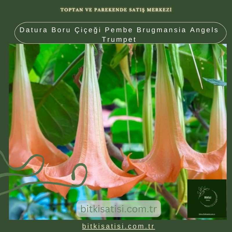 Datura Boru Çiçeği Pembe Brugmansia Angels Trumpet