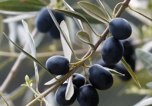 Delice Zeytin Fidanı ile Yüksek Verimli Zeytin Üretimi Delice Zeytin Fidanı ile Yüksek Verimli Zeytin Üretimi
