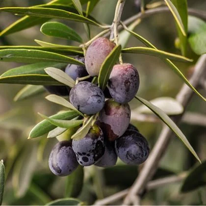 Delice Zeytin Fidanı ile Yüksek Verimli Zeytin Üretimi Delice Zeytin Fidanı ile Yüksek Verimli Zeytin Üretimi