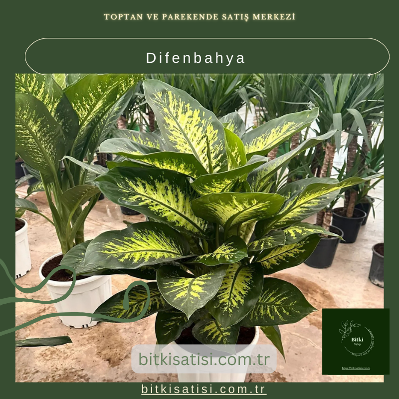 Difenbahya Bitkisi Difenbahya Bitkisi