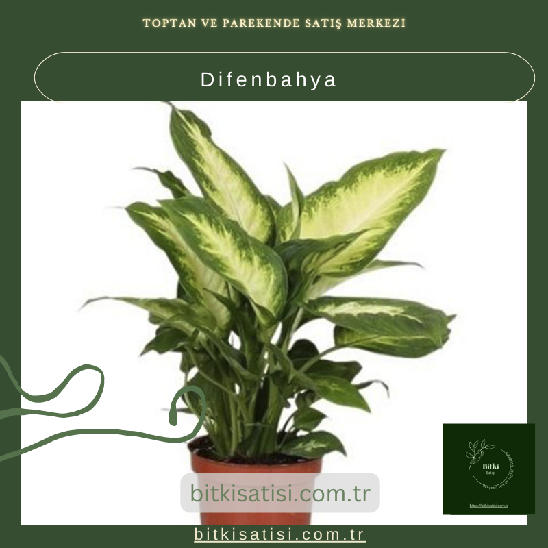 Difenbahya Bitkisi
