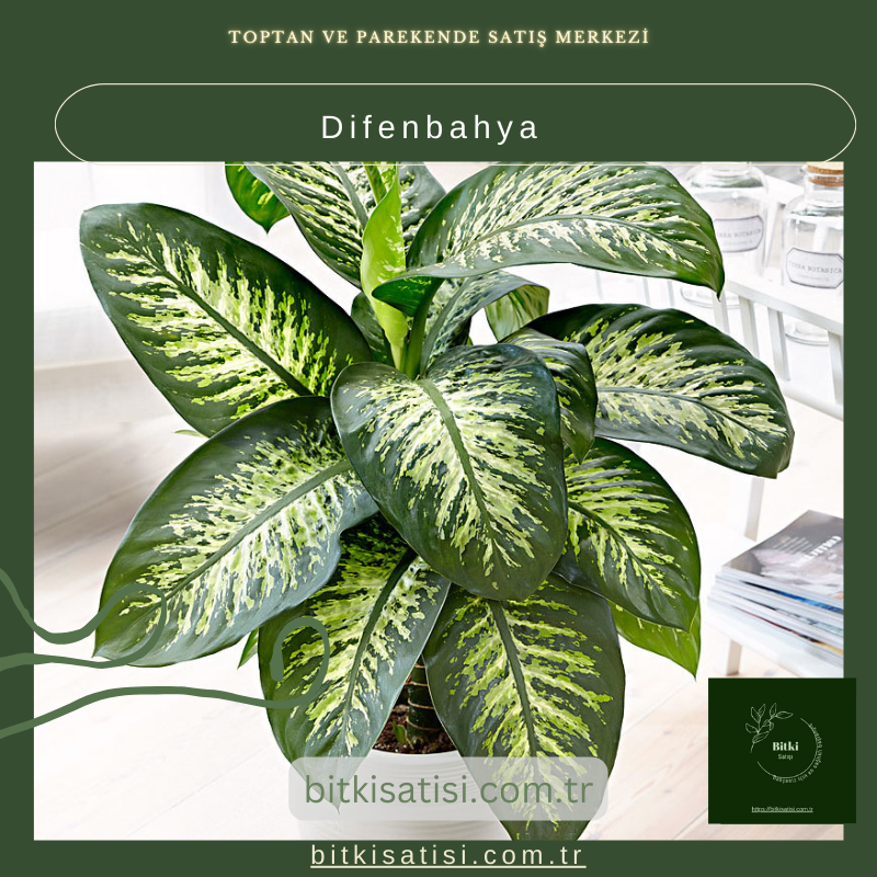 Difenbahya Bitkisi Difenbahya Bitkisi