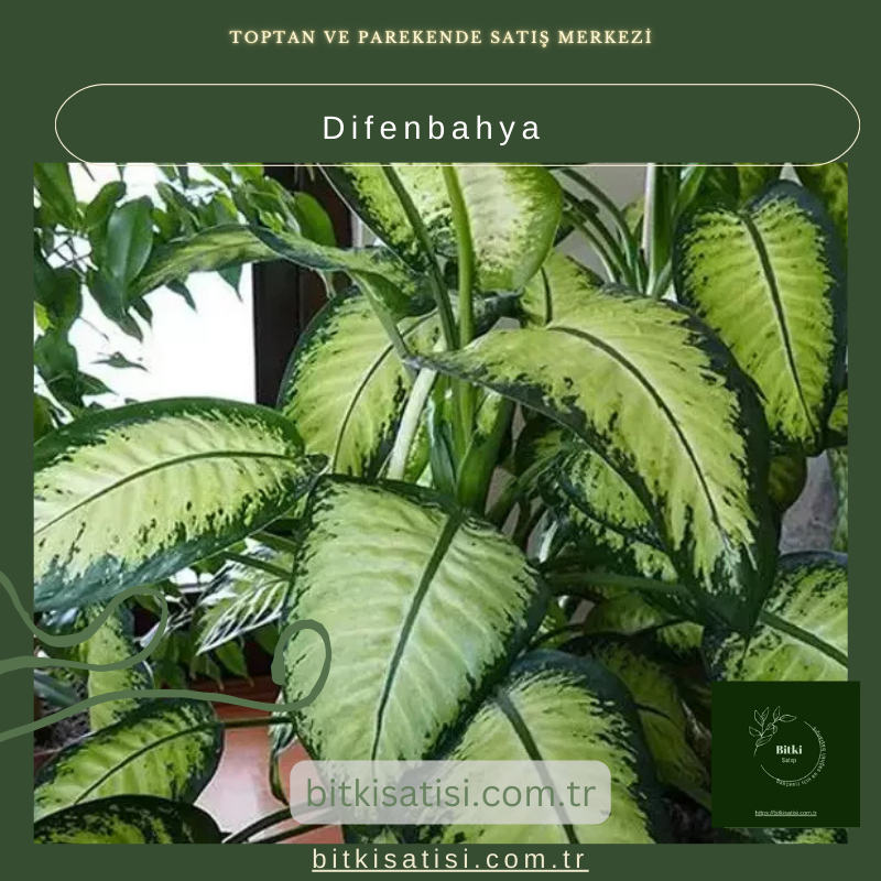 Difenbahya Bitkisi Difenbahya Bitkisi