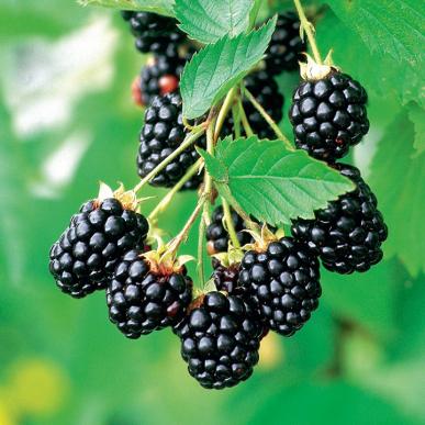 Dikensiz Böğürtlen Fidanı Arapaho Rubus: Lezzetli ve Kolay Hasat Edilen Meyveler!