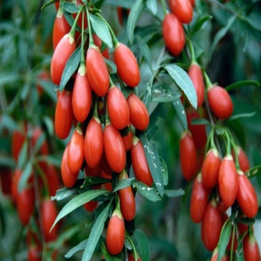 Doğal Goji Berry Fidanı ile Sağlığınızı Güçlendirin – Kurt Üzümü Yetiştiriciliği