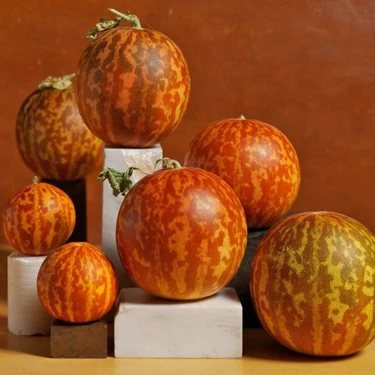 Doğal Kokulu Kaplan Kavunu Fidanı ile Taze Meyveler Yetiştirin! Doğal Kokulu Kaplan Kavunu Fidanı ile Taze Meyveler Yetiştirin!