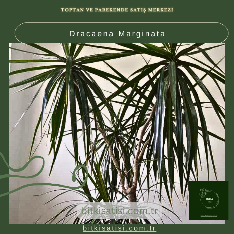 Dracaena Marginata