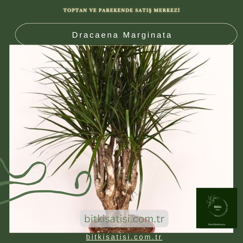 Dracaena Marginata