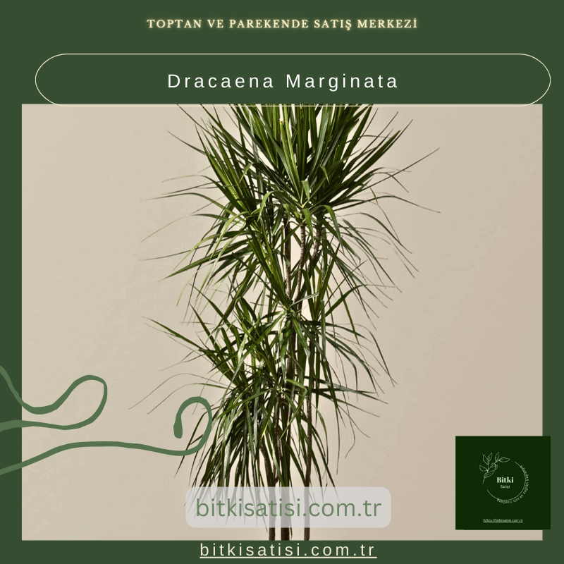 Dracaena Marginata