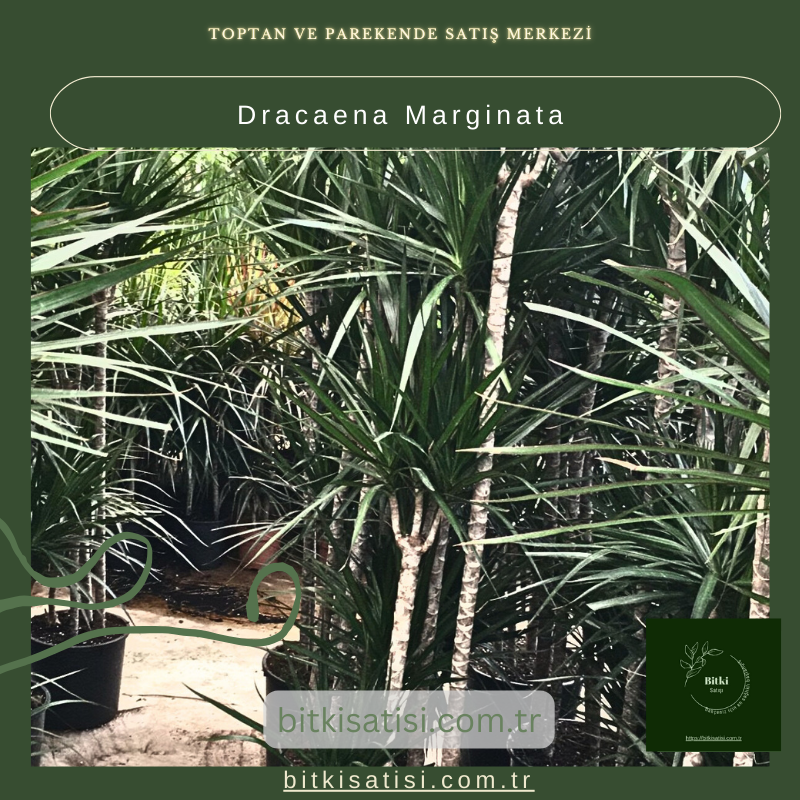 Dracaena Marginata