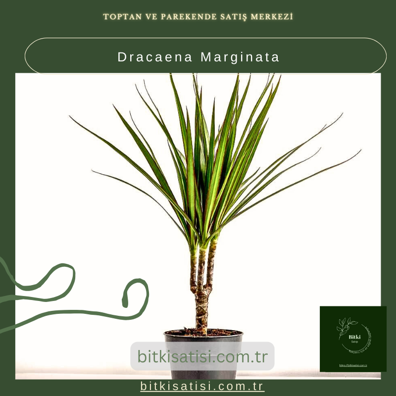 Dracaena Marginata