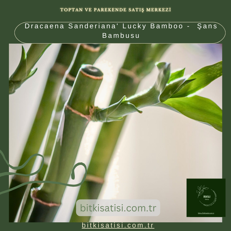 Dracaena Sanderiana' Lucky Bamboo -  Şans Bambusu