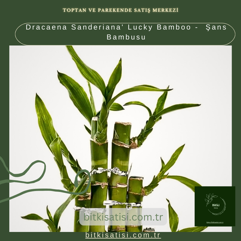 Dracaena Sanderiana' Lucky Bamboo -  Şans Bambusu