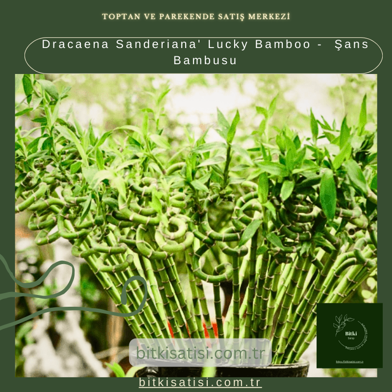Dracaena Sanderiana' Lucky Bamboo -  Şans Bambusu